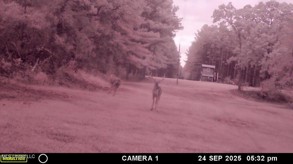 Powell Chapel Road Holly Springs, MS 38635 - Photo 43 of 74 83517842-7065-4DA8-8ABB-22CA65C48DA7