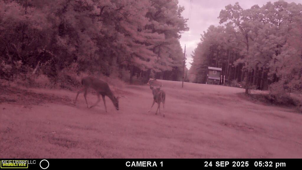Powell Chapel Road Holly Springs, MS 38635 - Photo 45 of 74 1459613F-D9F7-48CB-A5AE-DCA26AC7F572