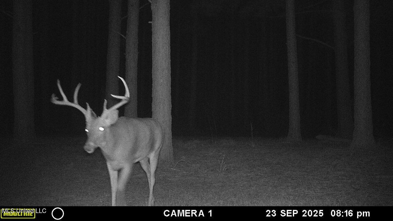 Powell Chapel Road Holly Springs, MS 38635 - Photo 5 of 74 13528995-76F1-4B24-B0C2-1189F9D2D38C