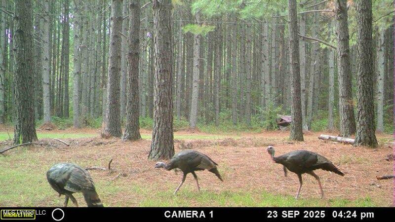 Powell Chapel Road Holly Springs, MS 38635 - Photo 7 of 74 79CA1FBC-EA41-4AA8-A356-E016B4D8E9BB