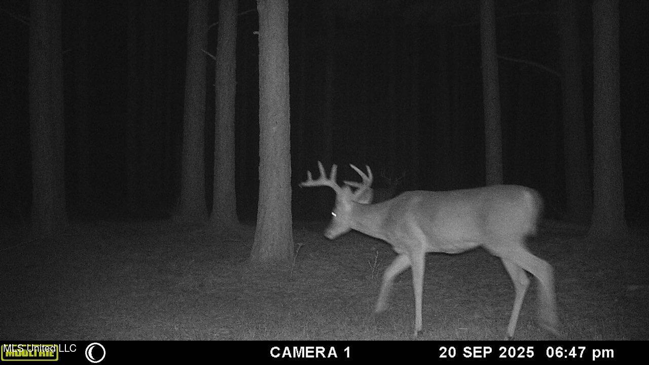 Powell Chapel Road Holly Springs, MS 38635 - Photo 8 of 74 EF59114F-AED4-4FD5-B621-57F9FD0ACFE8