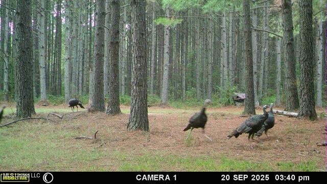 Powell Chapel Road Holly Springs, MS 38635 - Photo 9 of 74 89F86298-4931-4B7A-94F8-1FBEEAA3E6F5_4_5