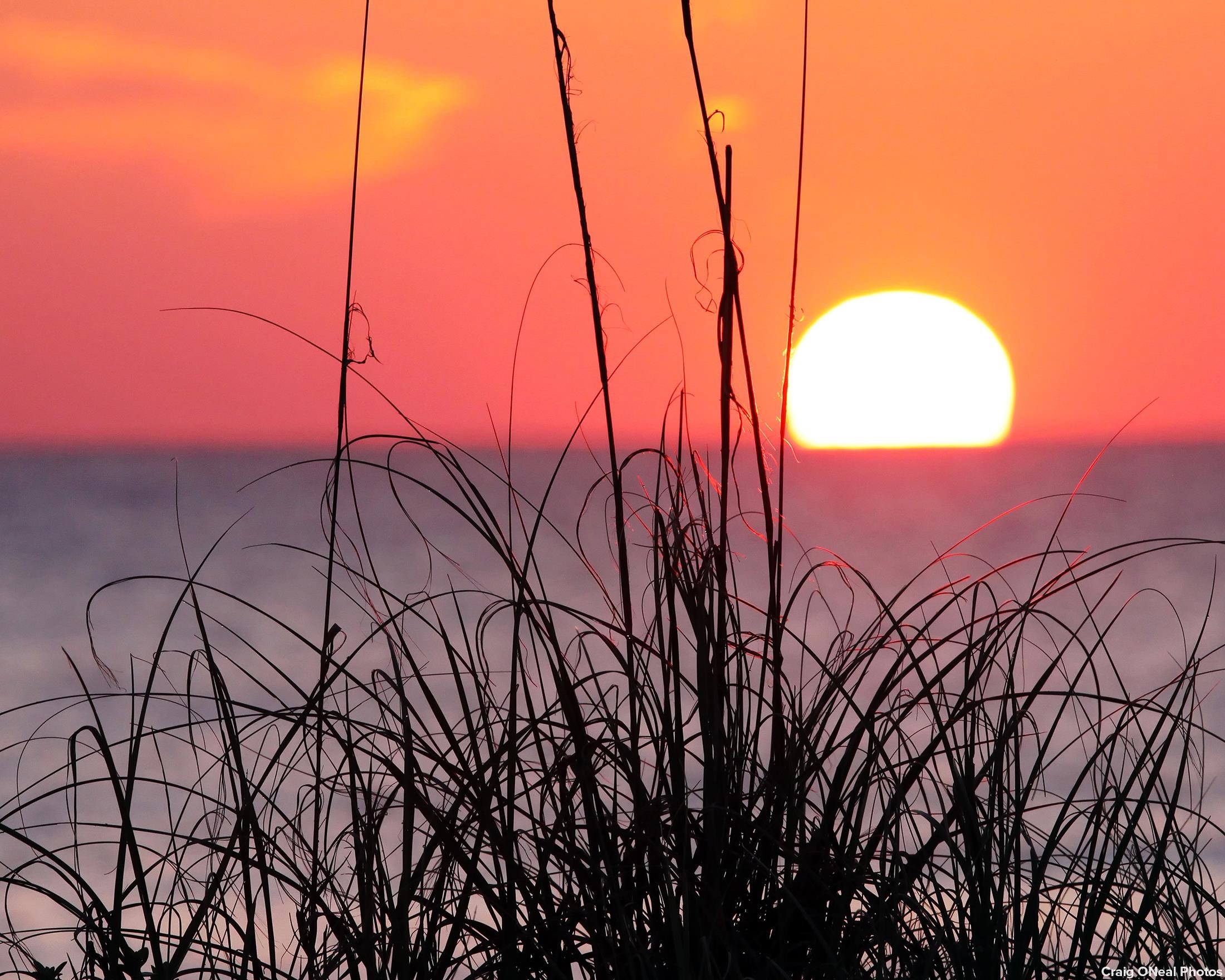 3960 A1A South St. Augustine, FL 32080 - Photo 43 of 44 a view of a dry yard