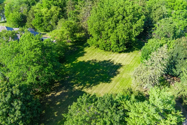 a view of a lush green forest