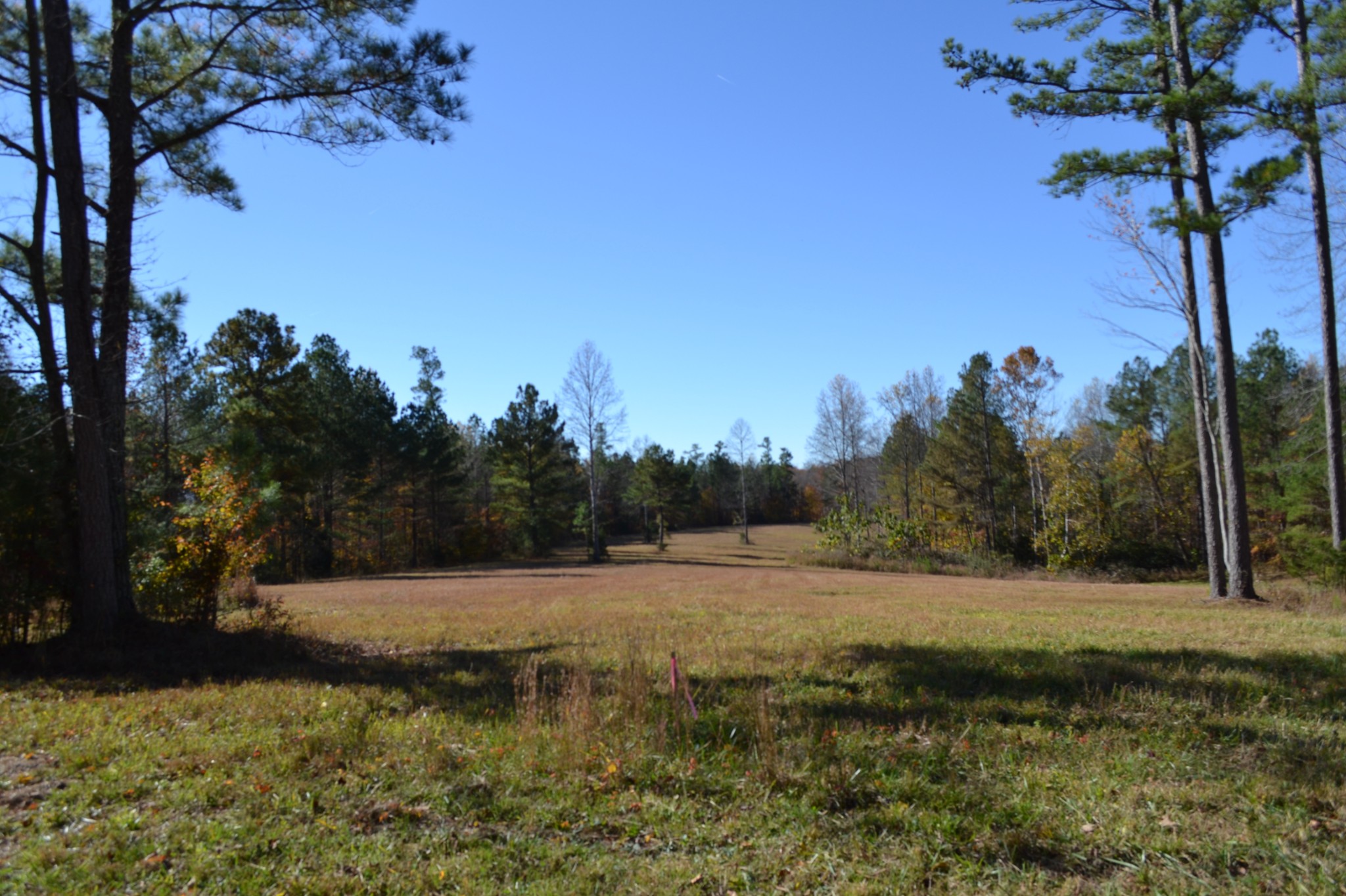 a view of a field with trees in background
