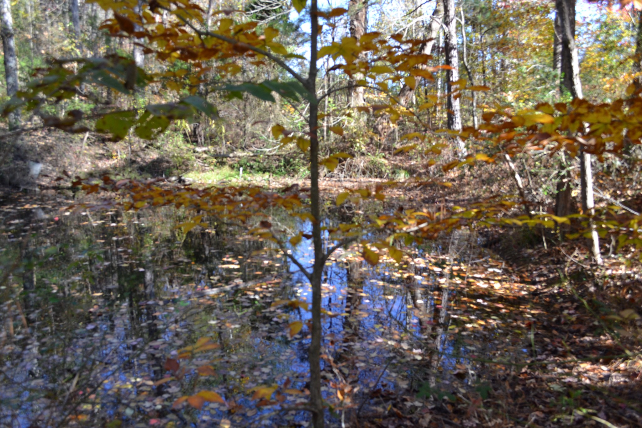 0 Whitson Hollow Road Red Boiling Springs, TN 37150 - Photo 23 of 64 a view of tree