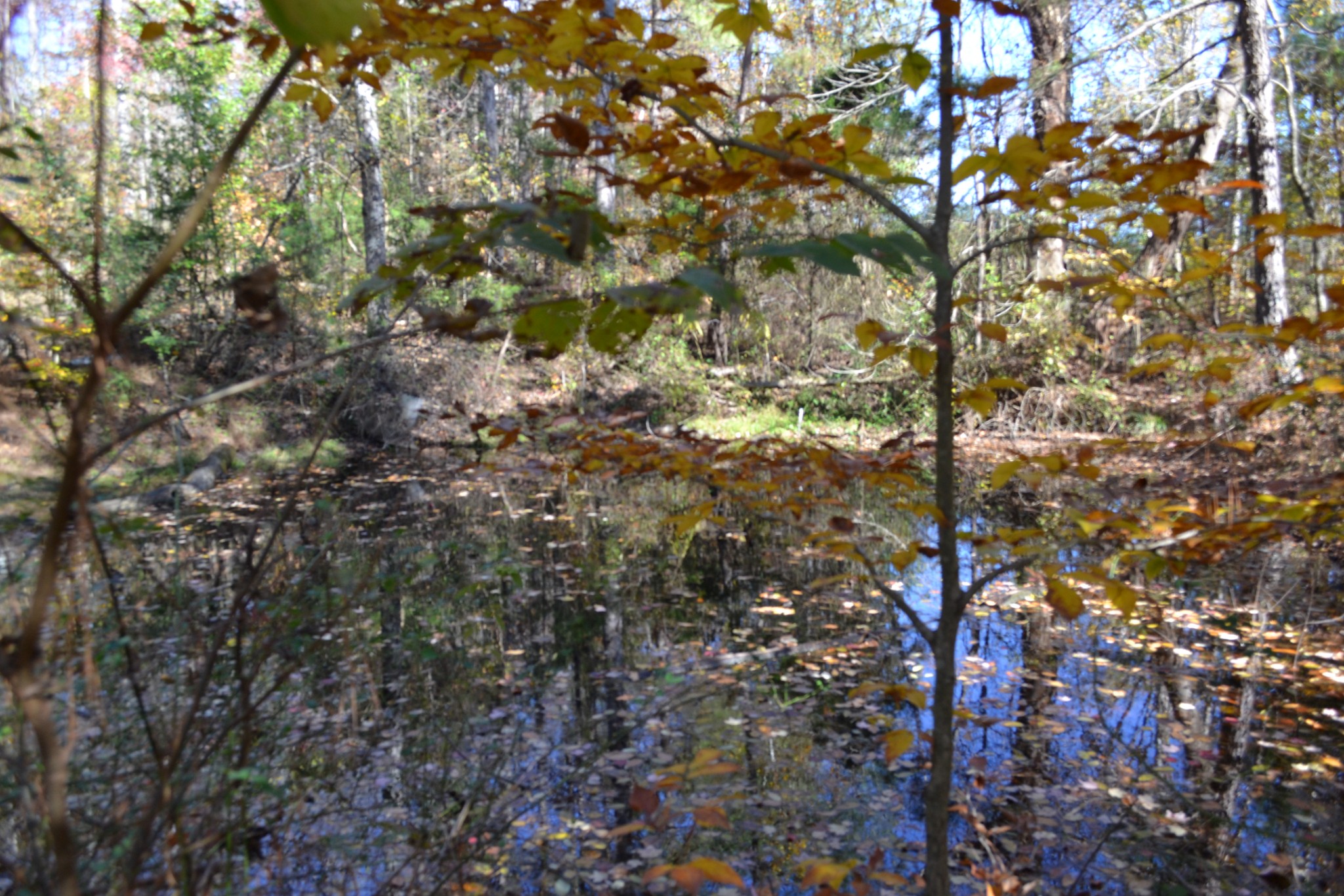 0 Whitson Hollow Road Red Boiling Springs, TN 37150 - Photo 24 of 64 a view of a tree