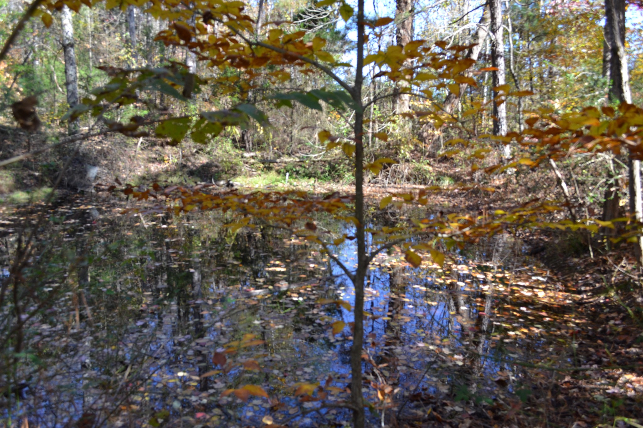 0 Whitson Hollow Road Red Boiling Springs, TN 37150 - Photo 25 of 64