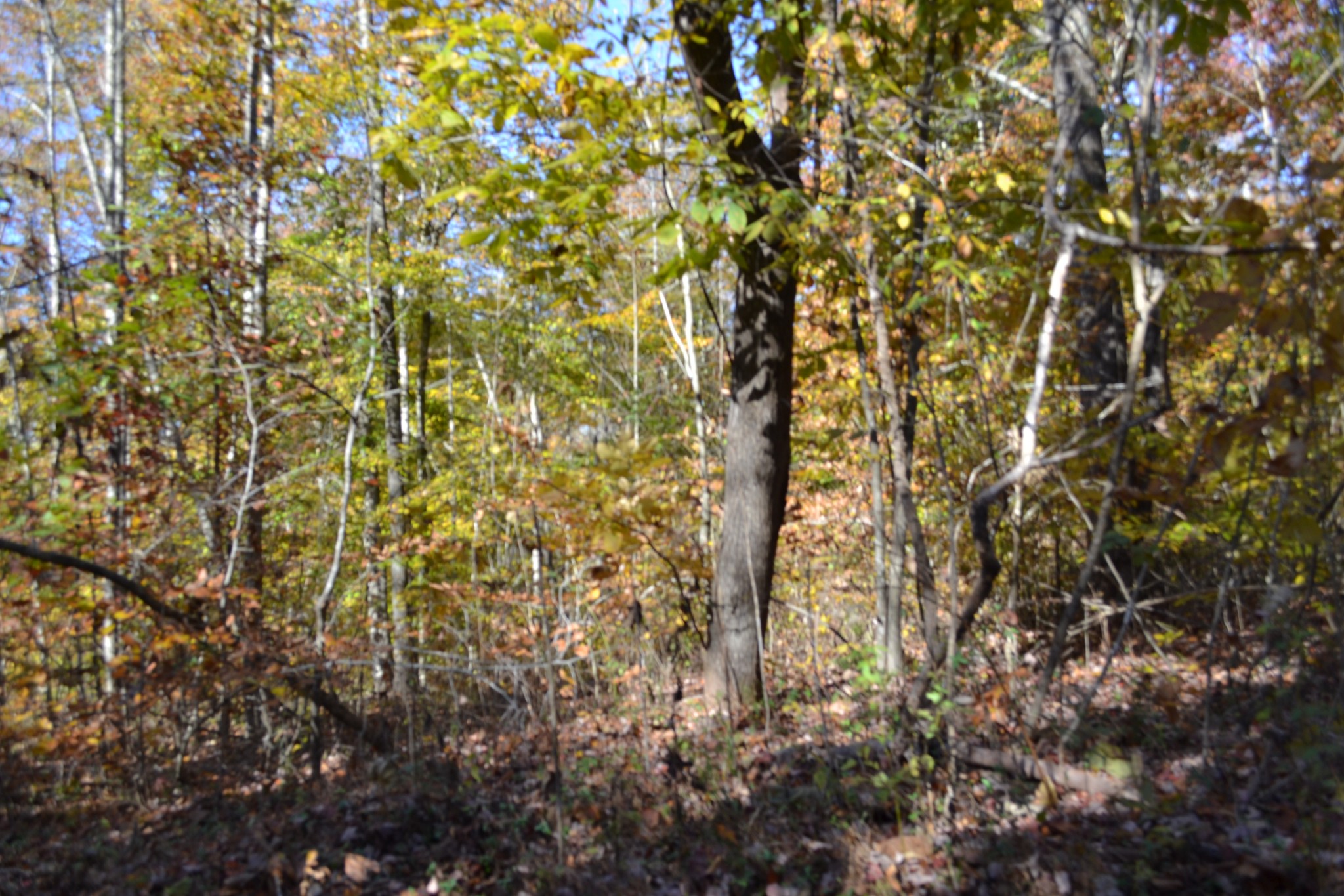 0 Whitson Hollow Road Red Boiling Springs, TN 37150 - Photo 40 of 64