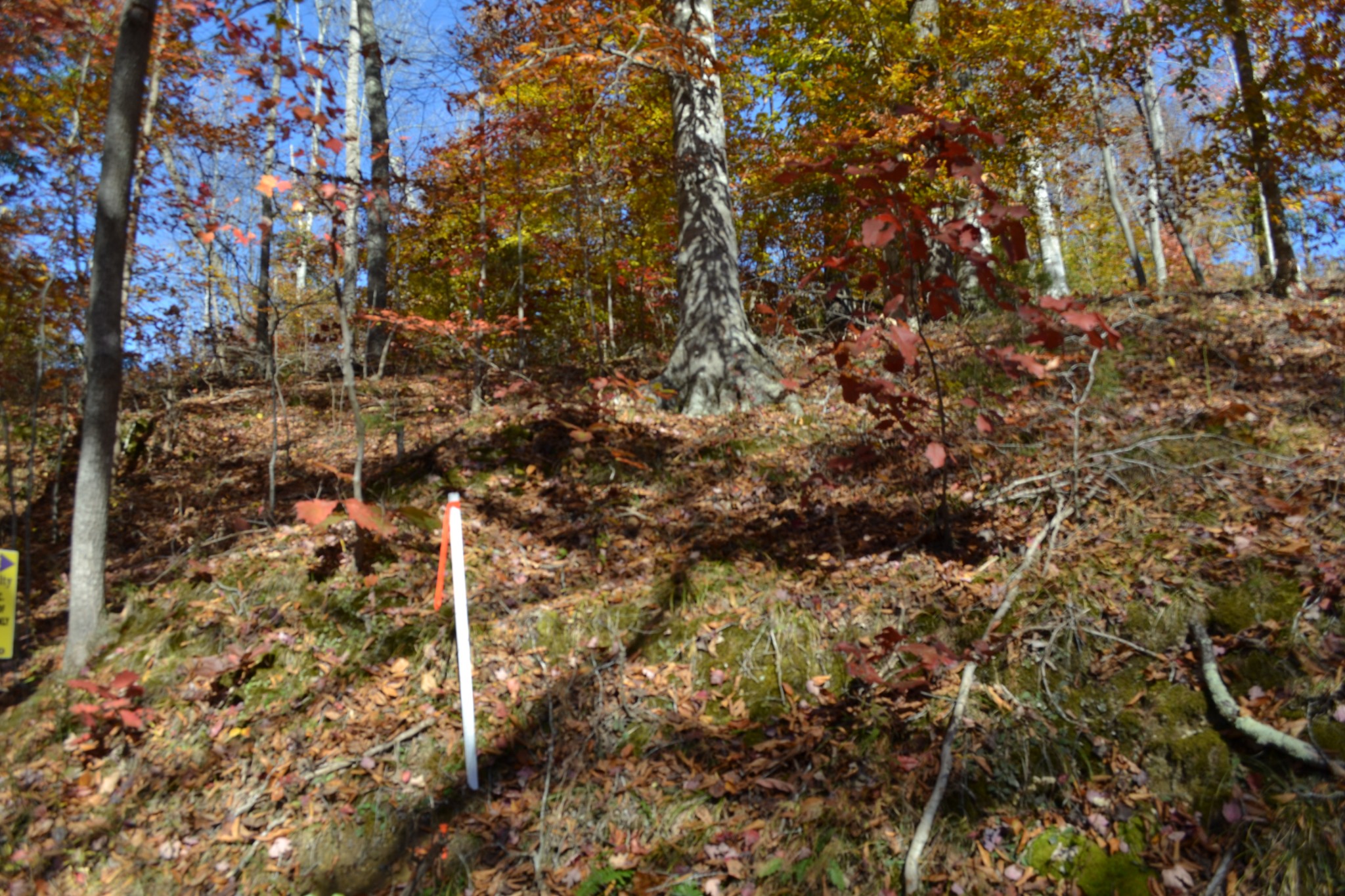 0 Whitson Hollow Road Red Boiling Springs, TN 37150 - Photo 45 of 64 a view of a tree
