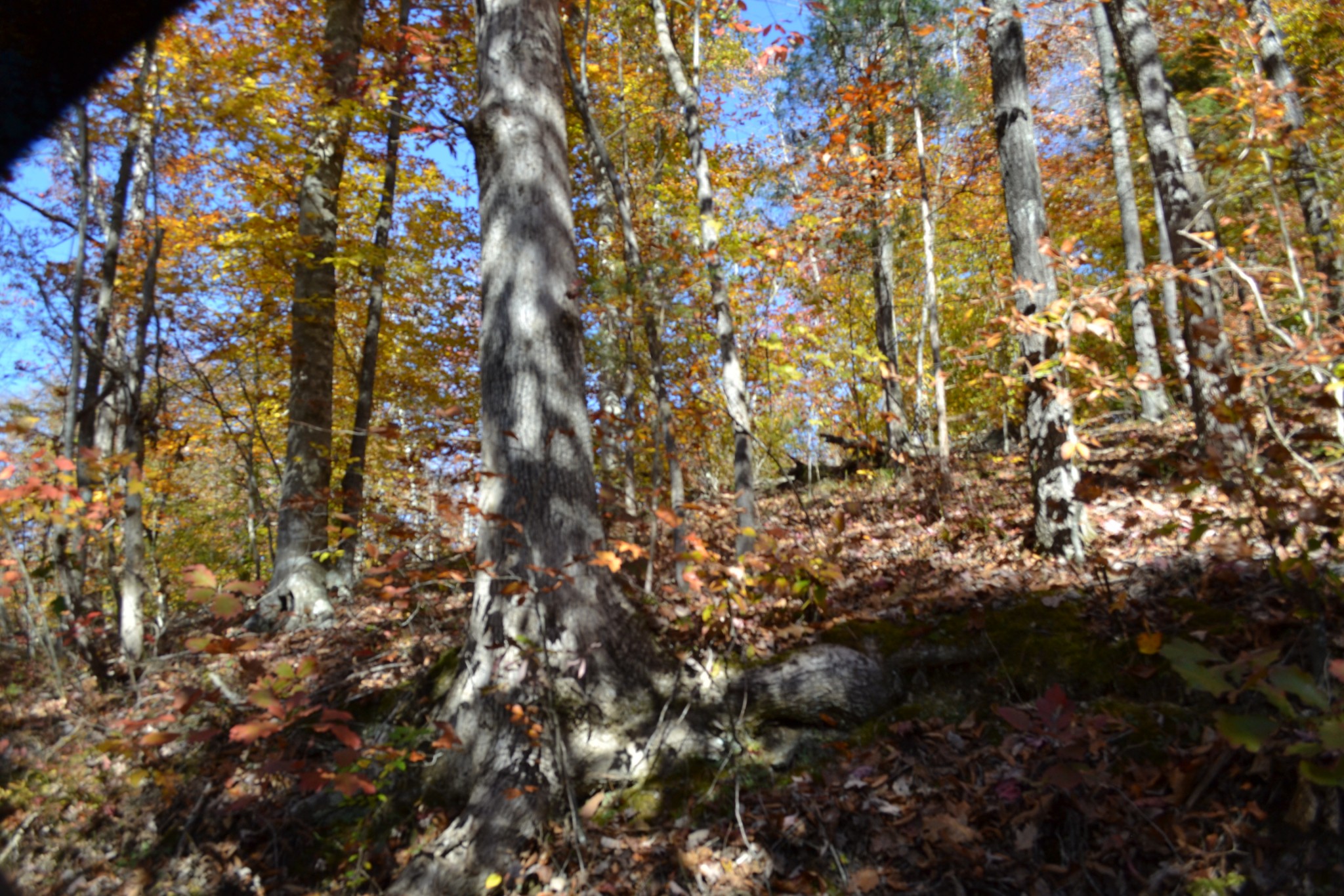 0 Whitson Hollow Road Red Boiling Springs, TN 37150 - Photo 47 of 64