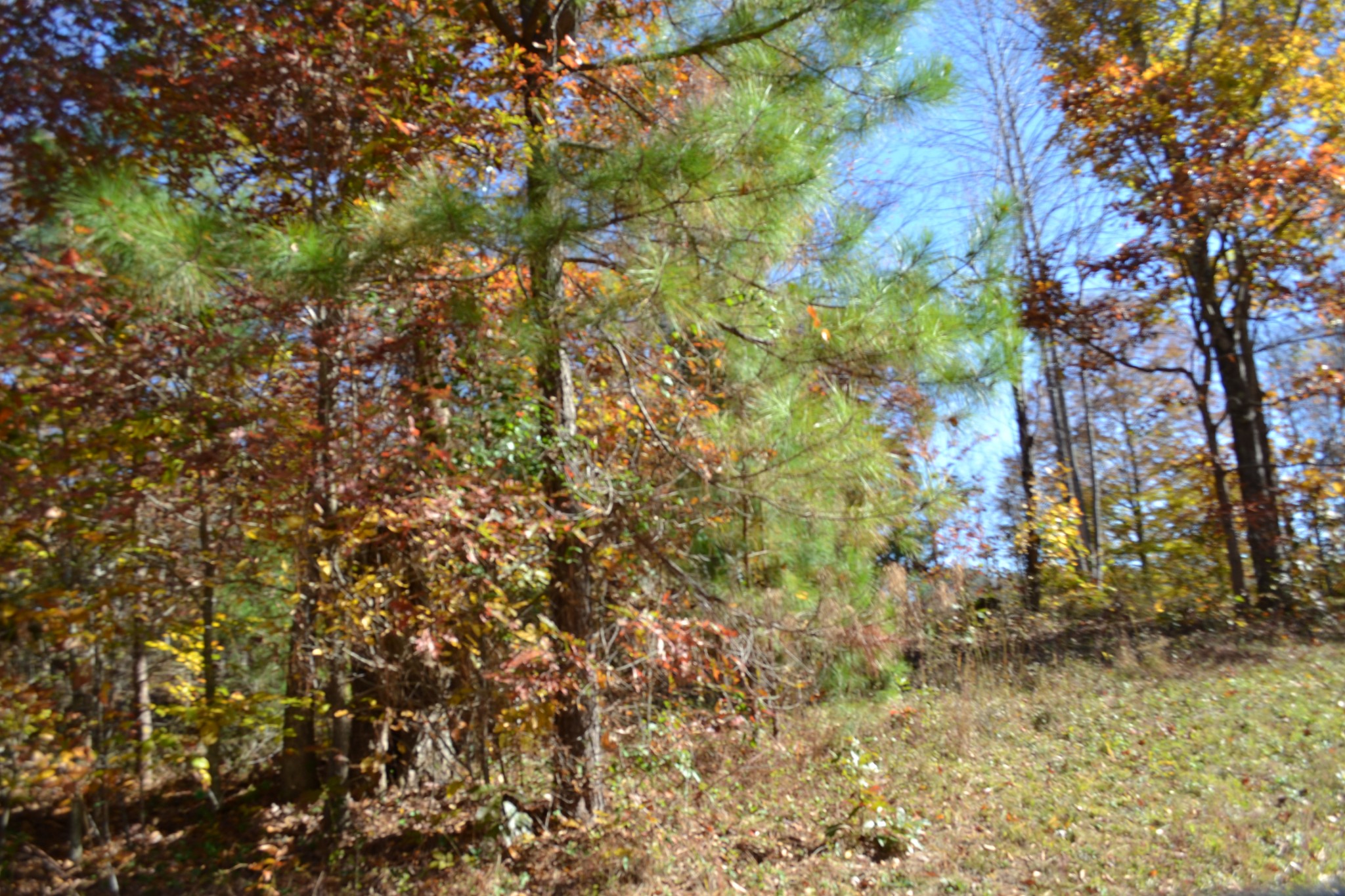 0 Whitson Hollow Road Red Boiling Springs, TN 37150 - Photo 50 of 64 a view of a tree