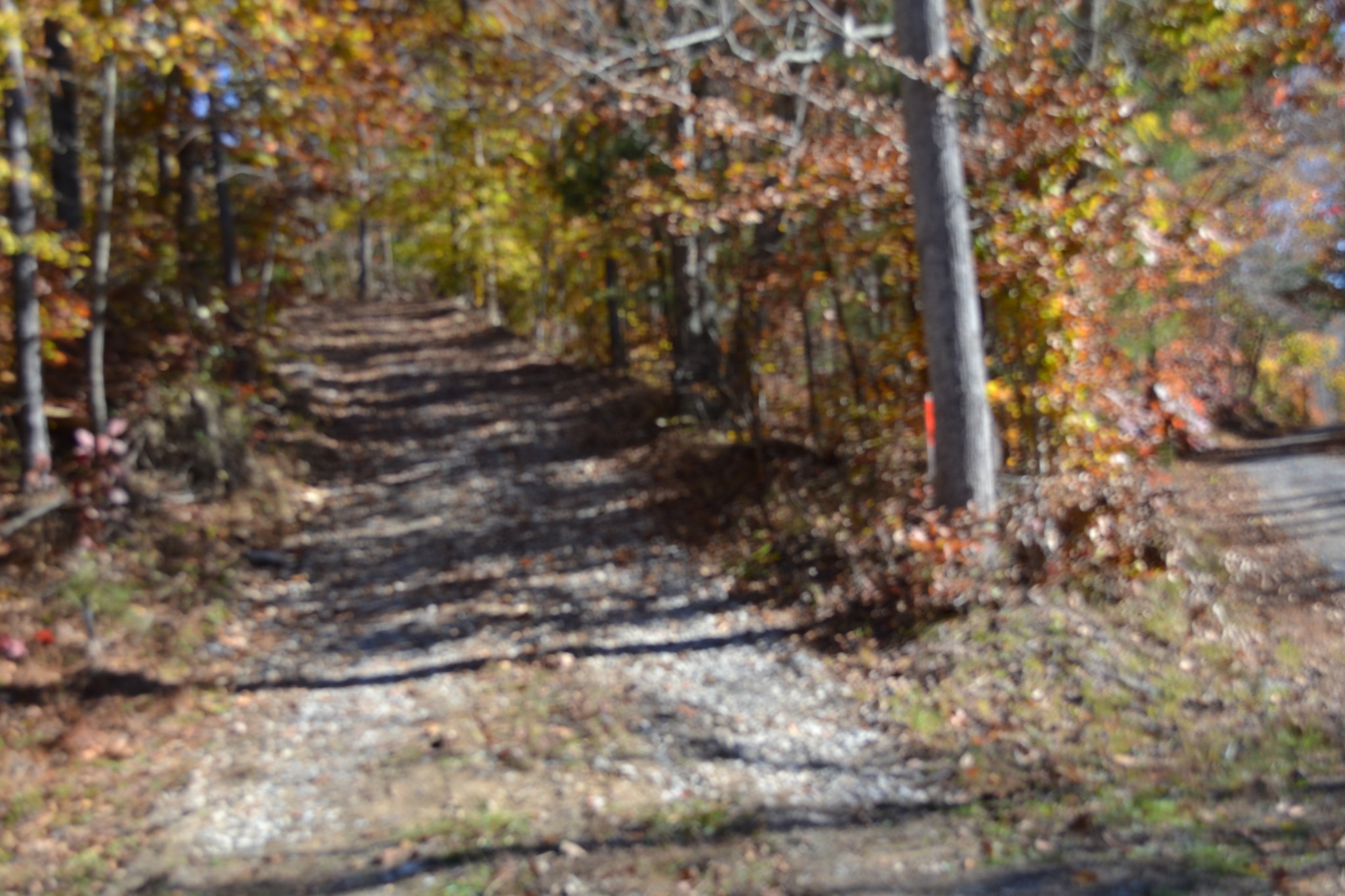 0 Whitson Hollow Road Red Boiling Springs, TN 37150 - Photo 7 of 64 a view of a yard with a tree