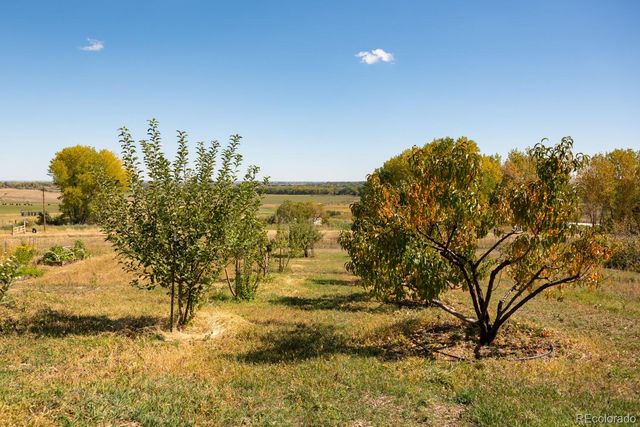a view of a bunch of flowers