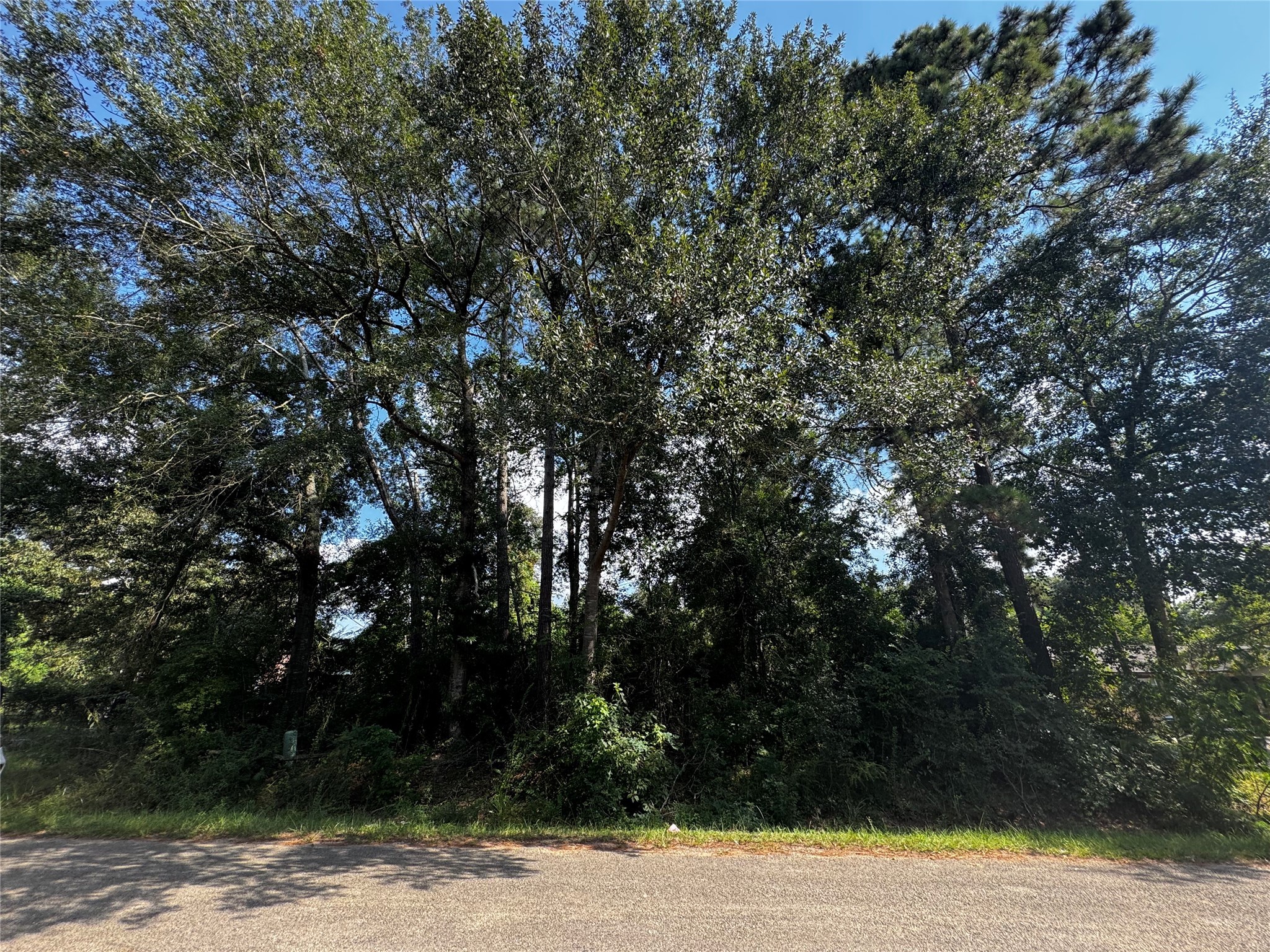17625 Spanish Oak Conroe, TX 77306 - Photo 4 of 14 a view of a yard with plants