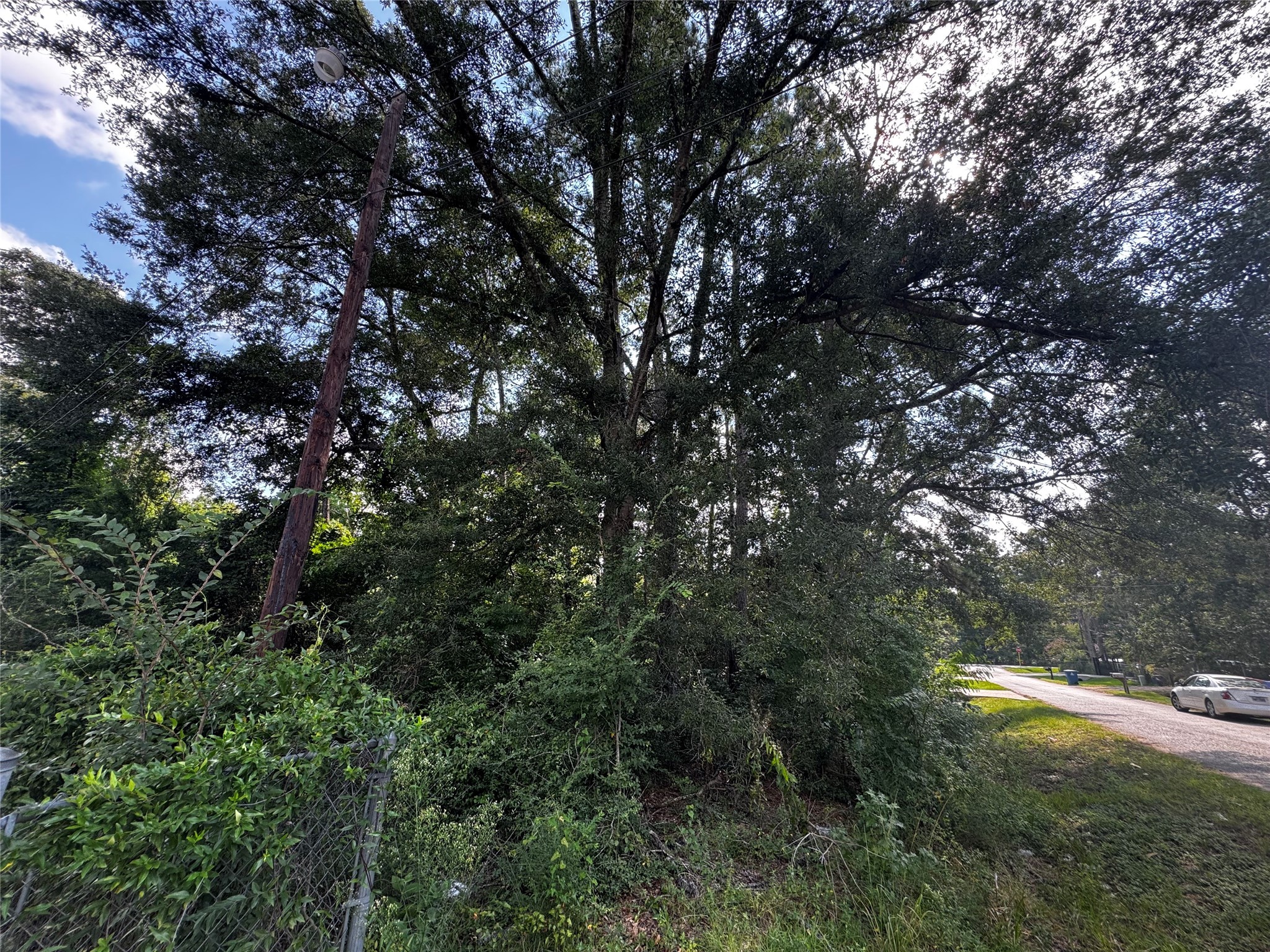17625 Spanish Oak Conroe, TX 77306 - Photo 9 of 14 a view of a tree with a tree