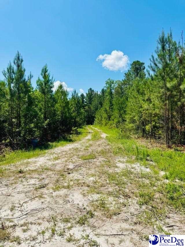 878 Beaver Run Road Hartsville, SC 29550 - Photo 15 of 20 Gallery Image 15