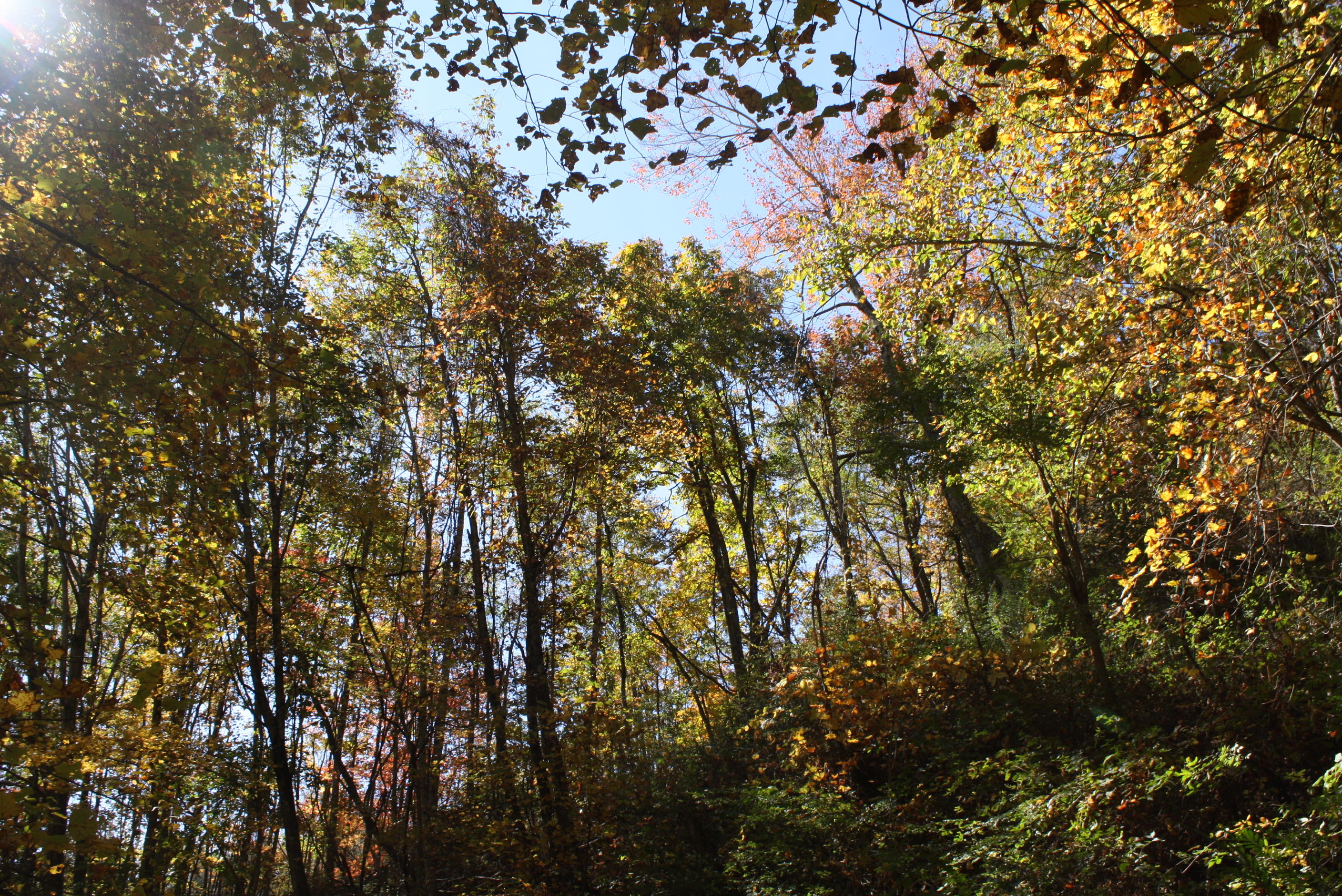 Beech Run Road Jumping Branch, WV 25969 - Photo 35 of 45 Gallery Image 35