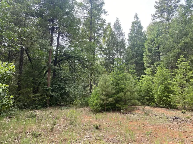 a view of mountain view with tall trees