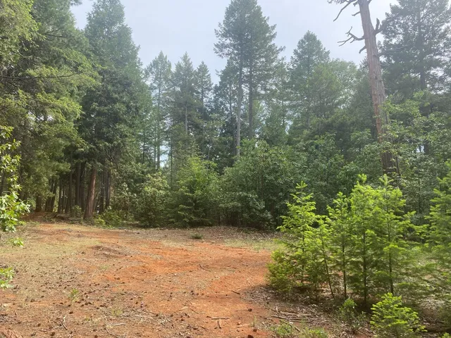 a view of backyard of house