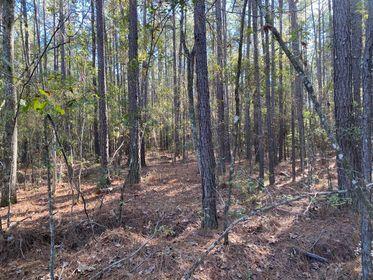 0 McKnight Forest Road Moncks Corner, SC 29461 - Photo 1 of 1 126876992_199458128407797_60584330633691