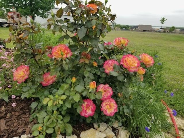 108 High Meadows Court Decatur, TX 76234 - Photo 27 of 29 a view of a flower