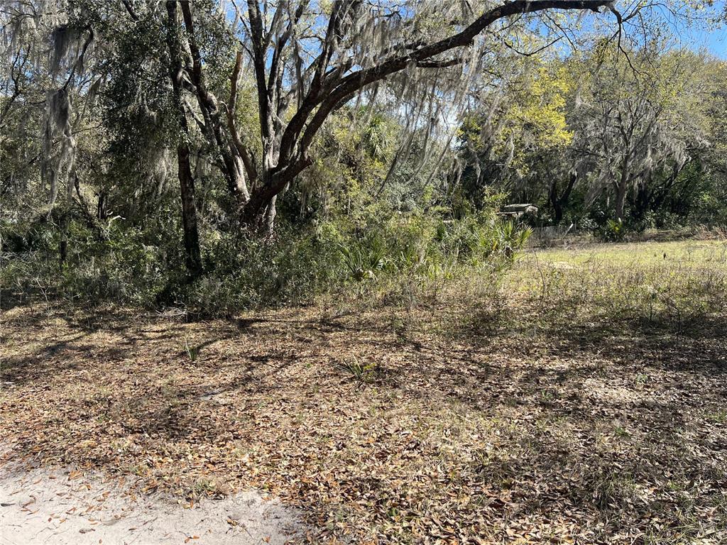 107 Dixie Street Hawthorne, FL 32640 - Photo 8 of 14 a view of a yard with a tree