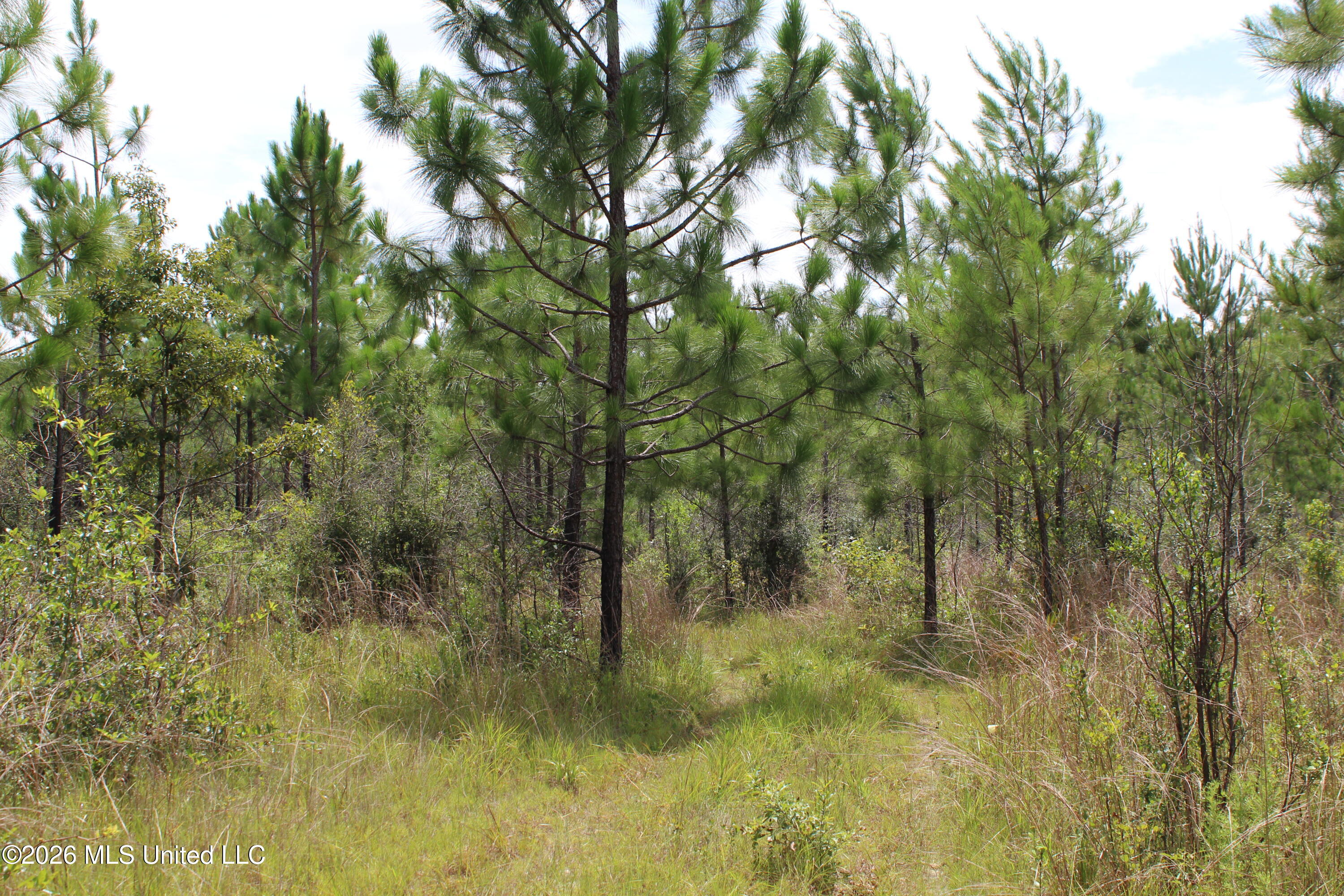 Agricola Latonia Road Lucedale, MS 39452 - Photo 5 of 27 IMG_7227