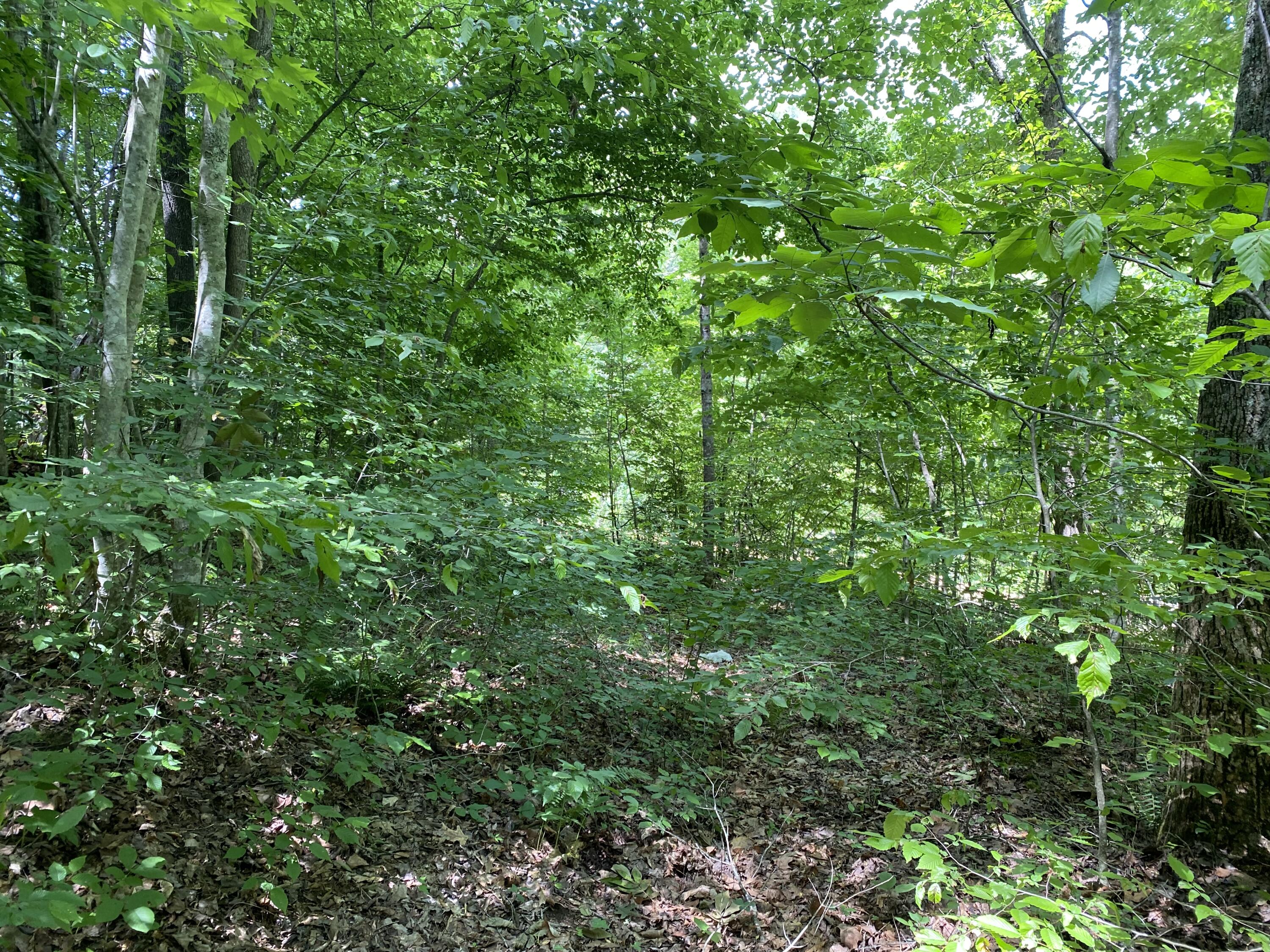 3360 Chaney Ridge Road London, KY 40741 - Photo 13 of 34 618EBE23-161F-4BD8-BB93-58F5CA84A650