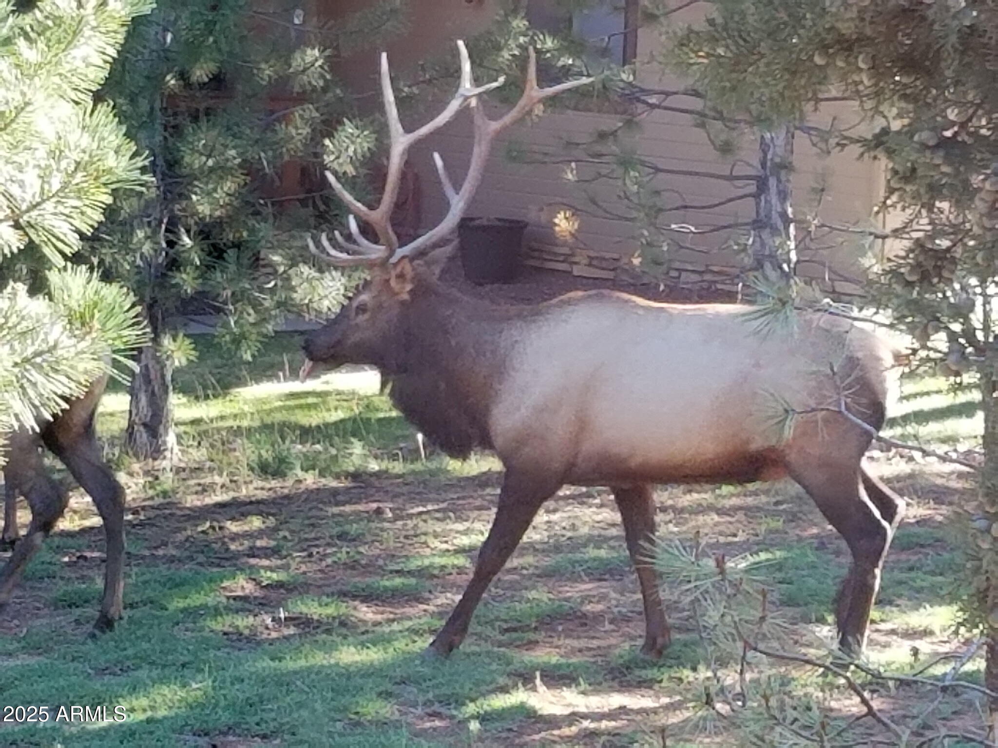 6168 Hidden Pines Loop Pine, AZ 85544 - Photo 6 of 77 7949464588416909027