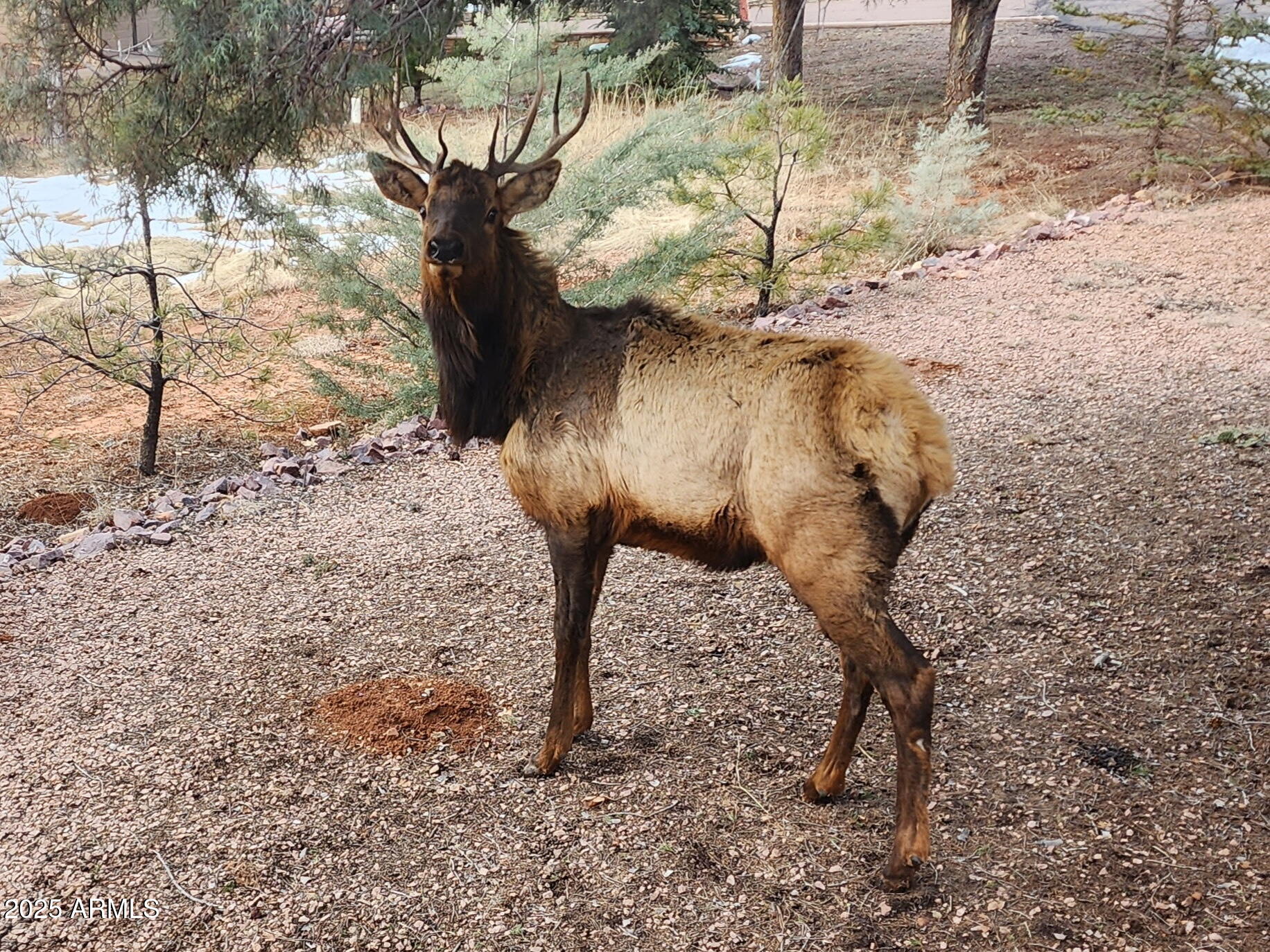 6168 Hidden Pines Loop Pine, AZ 85544 - Photo 77 of 77 a view of a yard