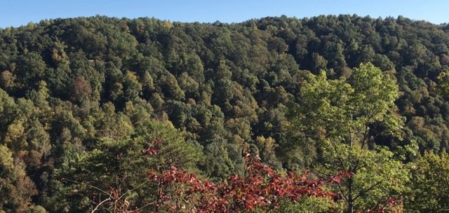 321 Timberwood Trace Monteagle, TN 37356 - Photo 17 of 33