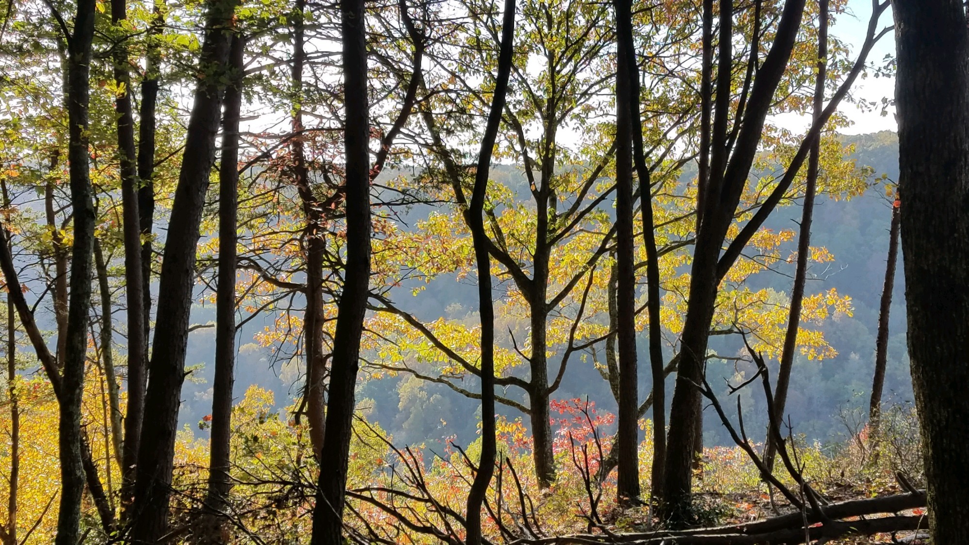 321 Timberwood Trace Monteagle, TN 37356 - Photo 21 of 33