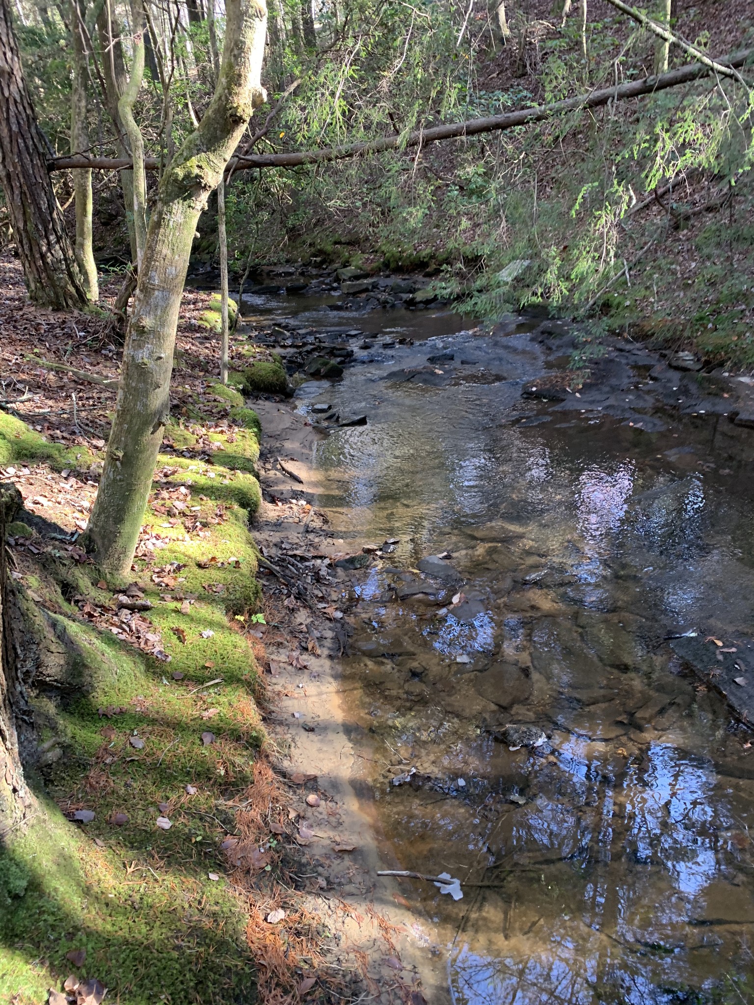 321 Timberwood Trace Monteagle, TN 37356 - Photo 32 of 33