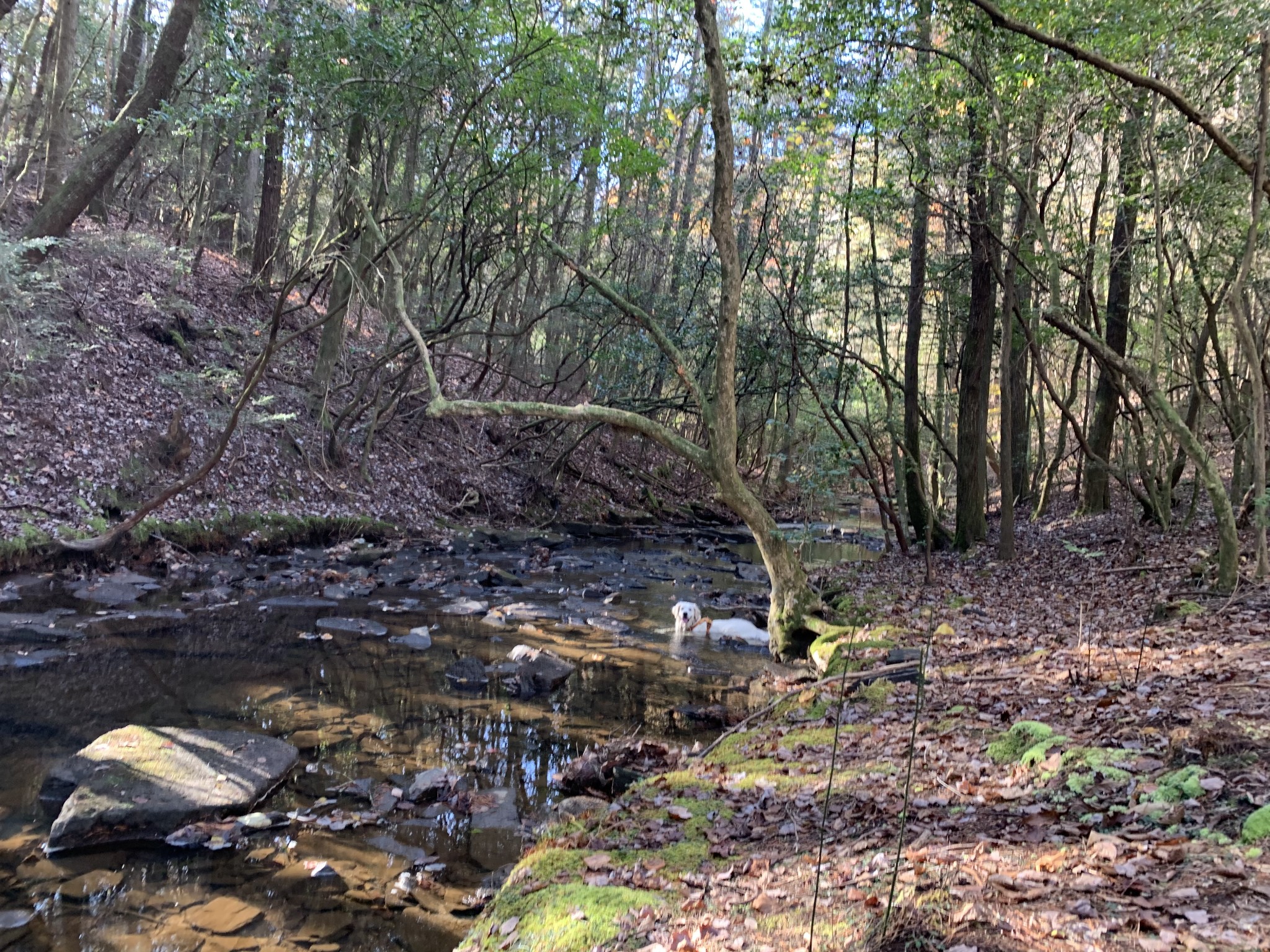 321 Timberwood Trace Monteagle, TN 37356 - Photo 33 of 33