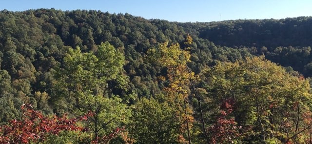 321 Timberwood Trace Monteagle, TN 37356 - Photo 10 of 33