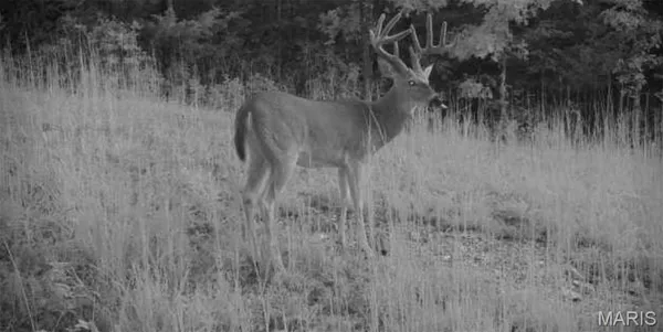 $550,000 | 11473 Highway Ah, Plato, MO 65552