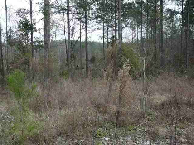 4 Lake Secession Road Abbeville, SC 29620 - Photo 4 of 6 Gallery Image 4