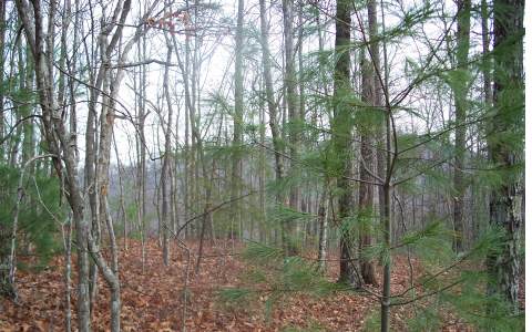 Stanley Ridge Road Morganton, GA 30560 - Photo 1 of 1 Main View