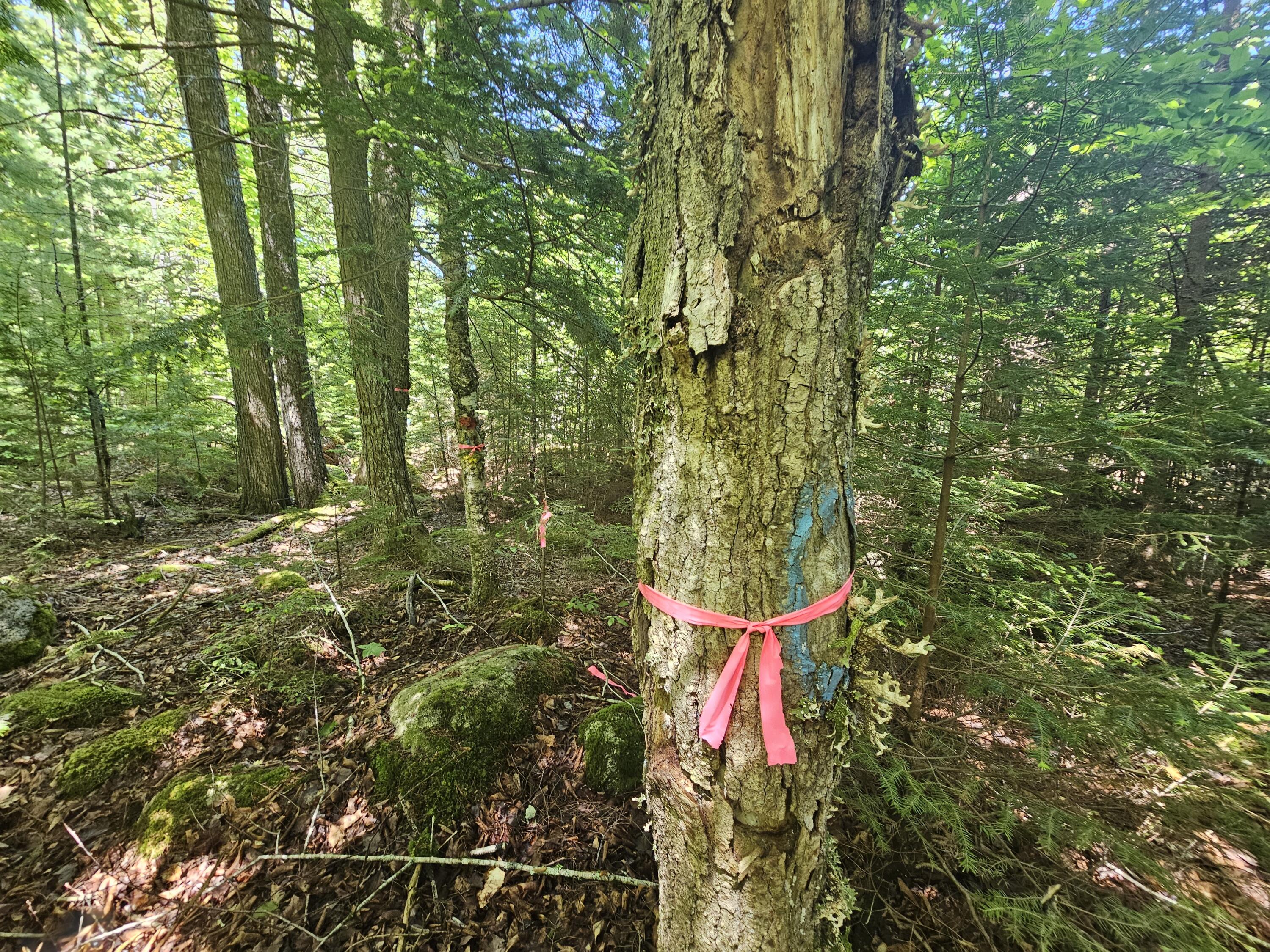 Lot 3 Martins Ridge Road Franklin, ME 04634 - Photo 5 of 11 20260611_134056