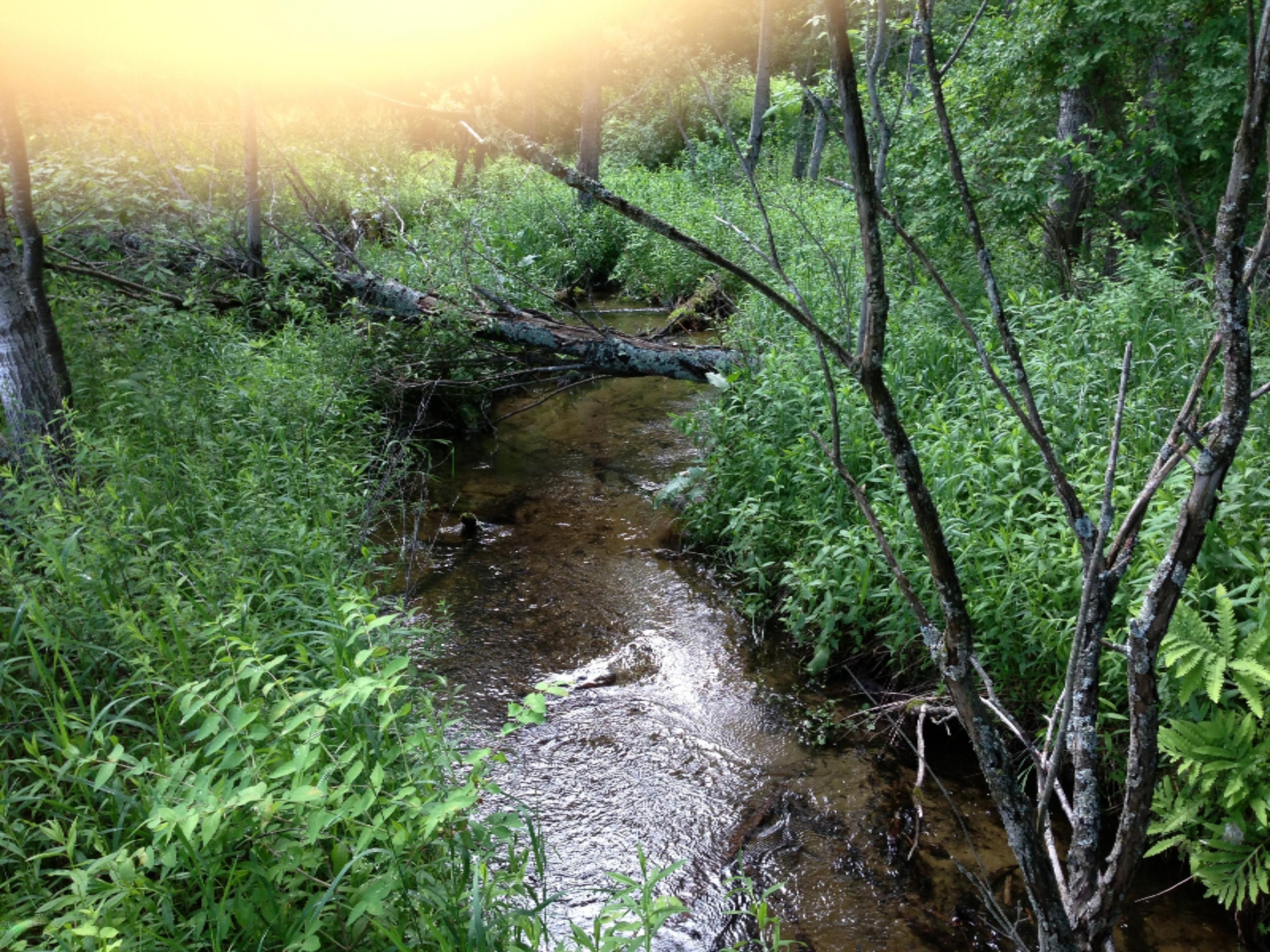 V/l Yates Road Copemish, MI 49625 - Photo 1 of 13 Yates Rd 2