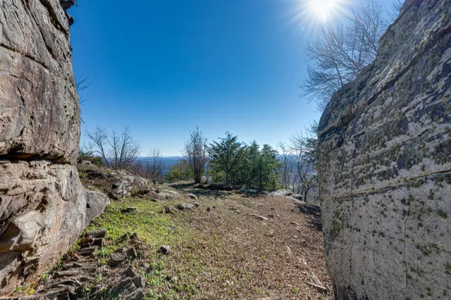 a view of a dry yard with lots of trees
