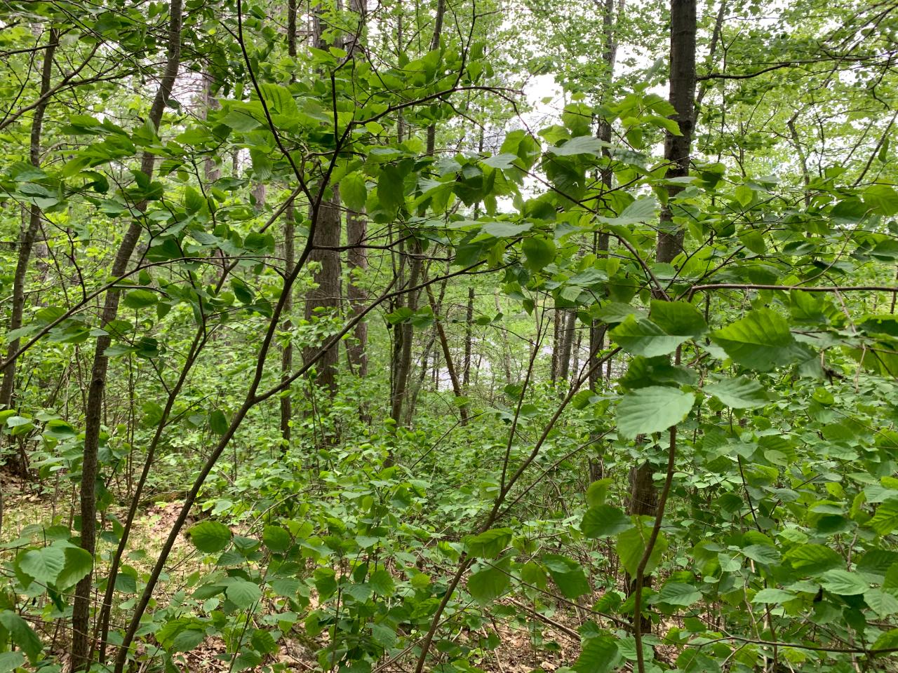 Lot 8 Somo Ridge Road Tomahawk, WI 54487 - Photo 4 of 9 Gallery Image 4