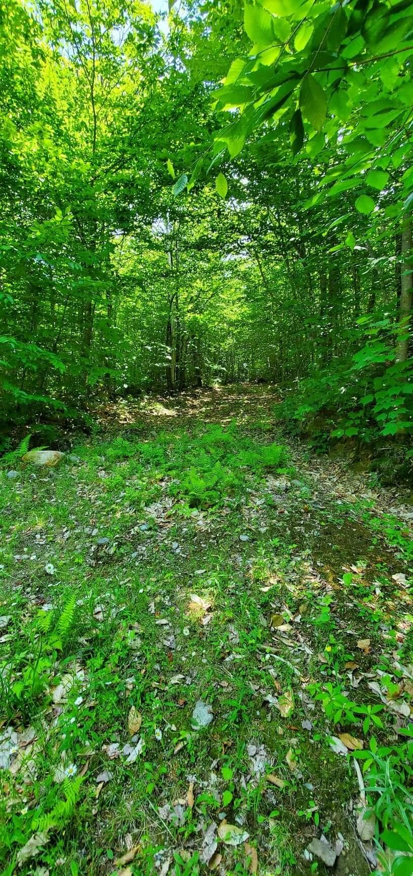 Lot 32 North Look Road New Vineyard, ME 04956 - Photo 7 of 11 71BC29D5-D19B-423C-8282-3EC67272CA4C