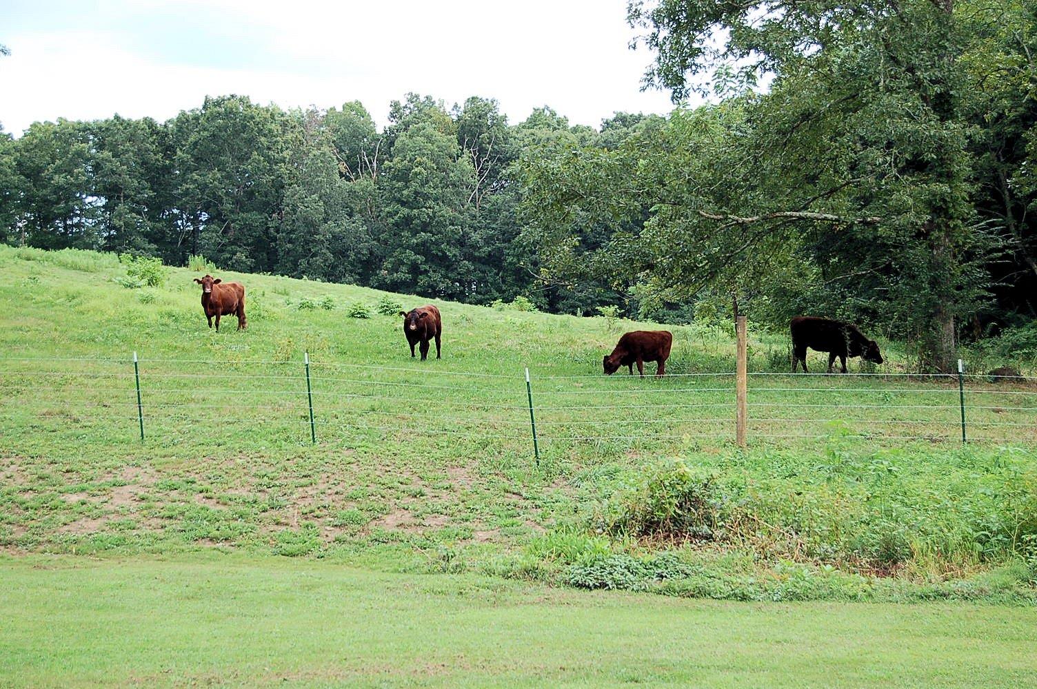 1443 Roddy Springs Road Coalmont, TN 37313 - Photo 30 of 30 Gallery Image 30