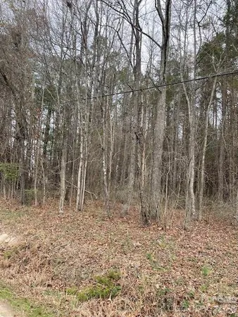 a view of forest