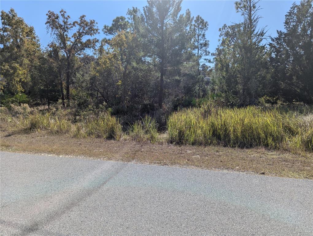 11240 Fool Duck Avenue Weeki Wachee, FL 34613 - Photo 2 of 3 a view of a road with a trees