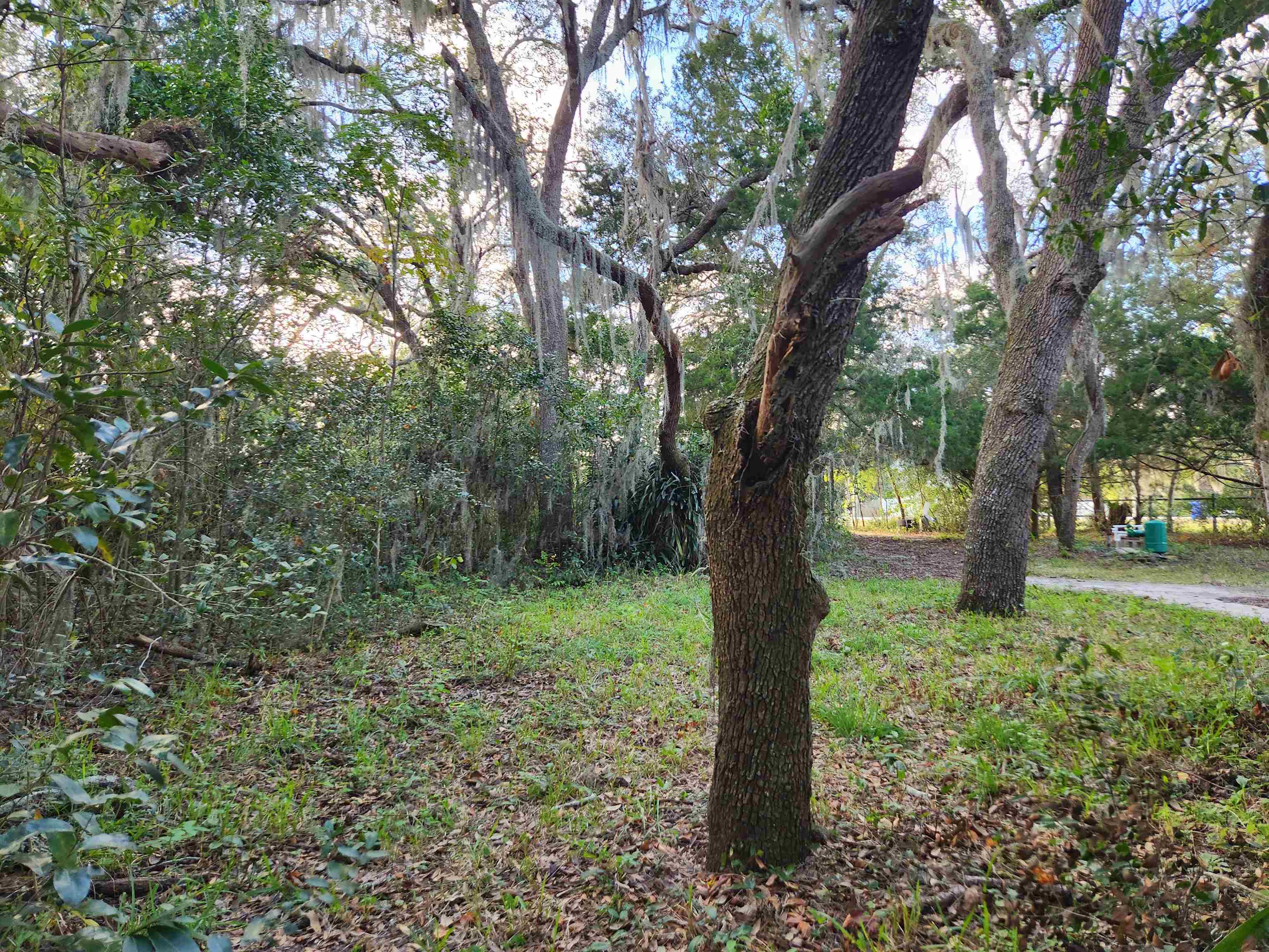 2890 Old Moultrie Road St. Augustine, FL 32086 - Photo 6 of 7 a view of a trees in a yard