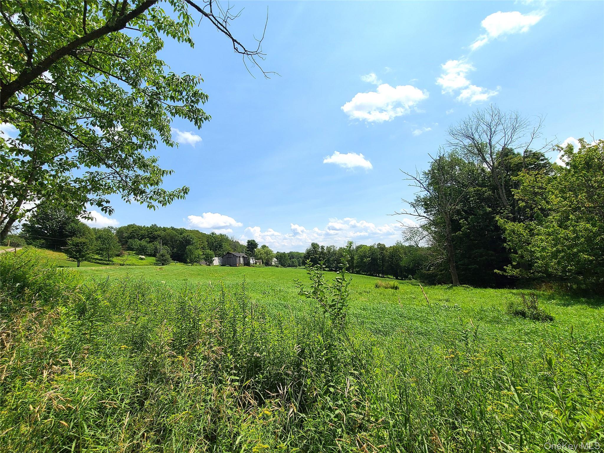 299-301 Stump Pond Road Livingston Manor, NY 12758 - Photo 48 of 50 a view of a big yard with plants and large trees