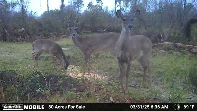 0 Bethlehem Road Cottondale, FL 32431 - Photo 7 of 28
